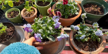 家庭养花用生根粉