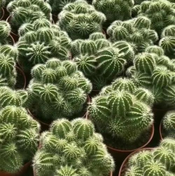 多头仙人球品种有哪些