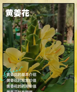 姜花哪些人不宜吃