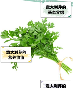 意大利芹是什么