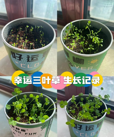 植2三叶草怎么得