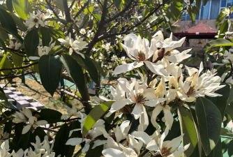 树木花白色有哪些