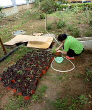 家庭养花用生根粉