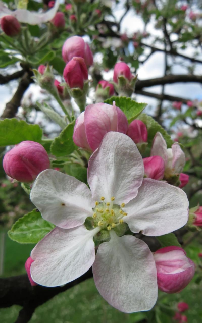 水果树上的花有哪些