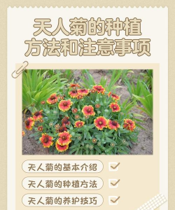天人菊怎么种