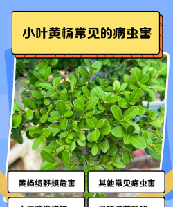 小叶黄杨易发哪些病害