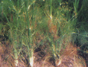 茴香的病虫害有哪些