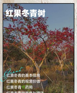 红果冬青介绍
