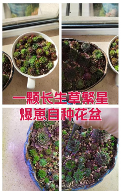 家庭养花用生根粉