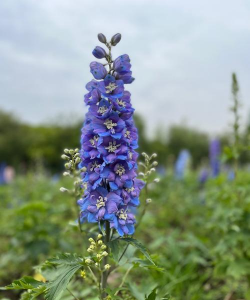 翠雀花的颜色有哪些