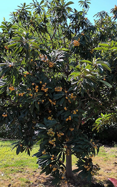 枇杷树生长环境