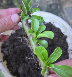 家庭养花用生根粉