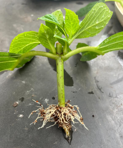 家庭养花用生根粉