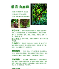 常春油麻藤怎么吃