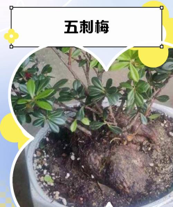 瓜刺梅盆景有哪些种类