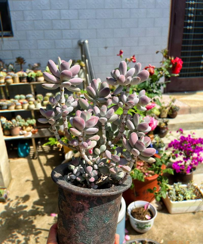 家庭养花用生根粉