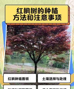 红枫怎么播种