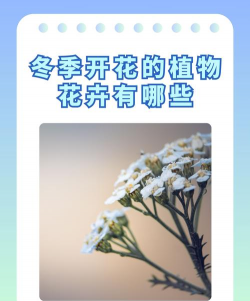 冬季大型植物的花有哪些