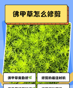 佛甲草怎么修剪