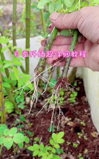 家庭养花用生根粉