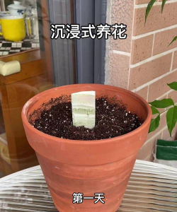 家庭养花用生根粉