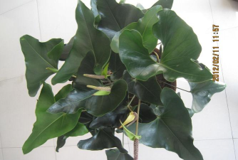 家庭养花用生根粉