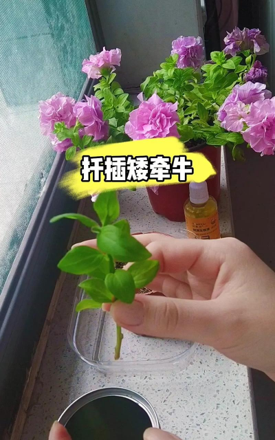 家庭养花用生根粉