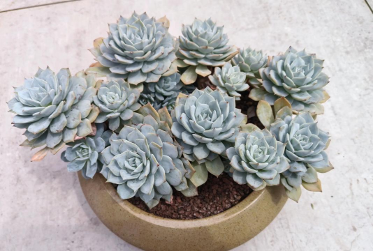 薄叶多肉有哪些品种