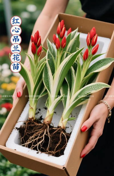 红心吊兰怎么养