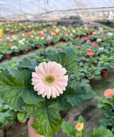 非洲菊怎么销售