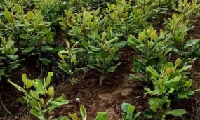 广玉兰怎么繁殖