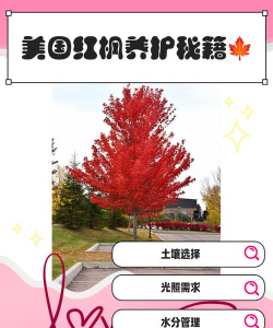 美国红枫怎么养护