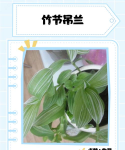 竹节吊兰怎么养