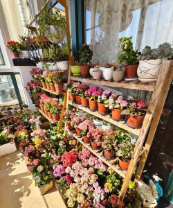 家庭养花用生根粉