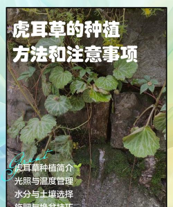 虎耳草怎么种植