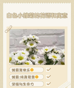 小秋菊代表什么