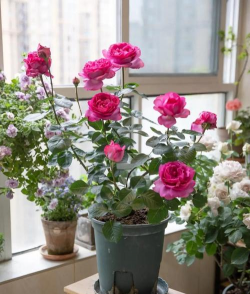 家庭养花用生根粉