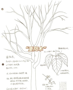 重阳木繁殖方法