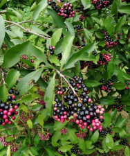 紫金牛科有哪些植物