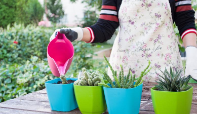 家庭养花用生根粉