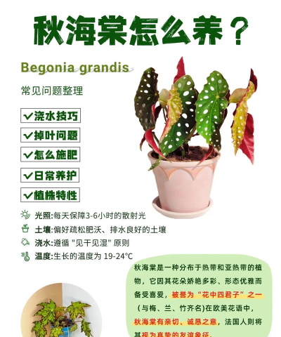 玻利维亚秋海棠怎么养
