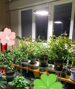 家庭养花用生根粉