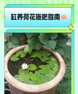 缸栽荷花怎么追肥