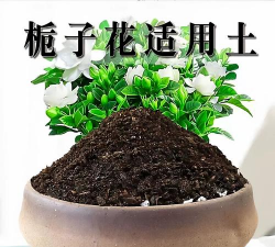 松树皮养花土壤