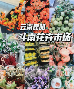 云南省哪些市有市花