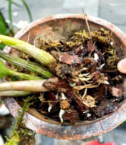 家庭养花用生根粉