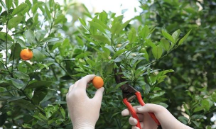 华盛顿脐橙的整形修剪技术