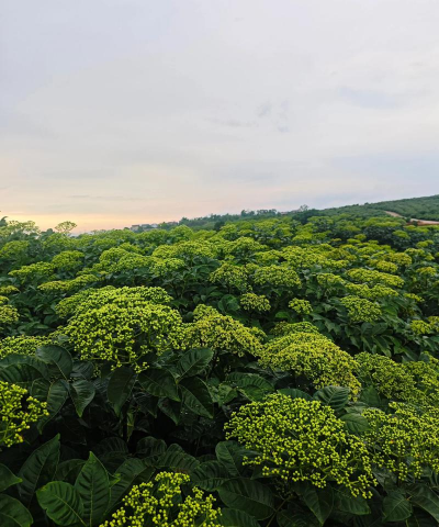 吴茱萸怎么养花