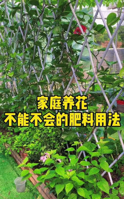 家庭养花用生根粉