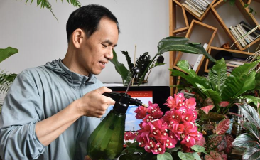 家庭养花用生根粉